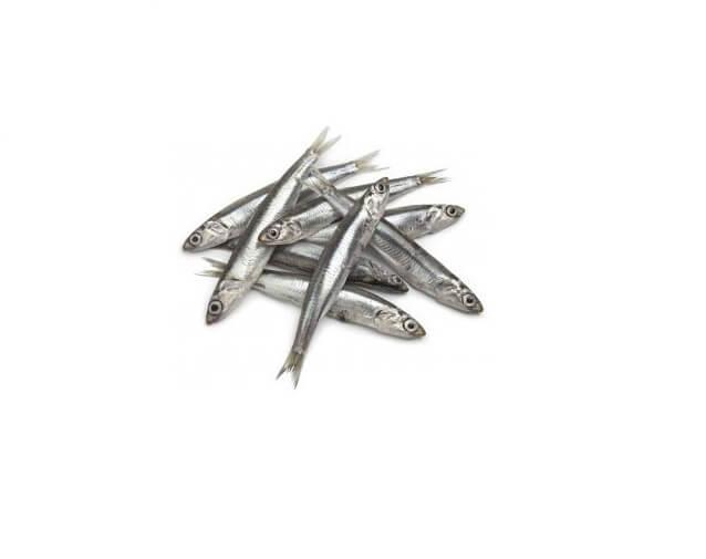 Anchovie (Brined) frozen bait — Earlybird Bait Western Australia