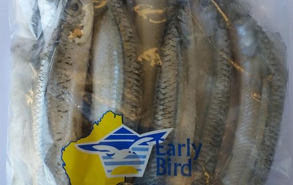 Gardies frozen bait — Earlybird Bait Western Australia