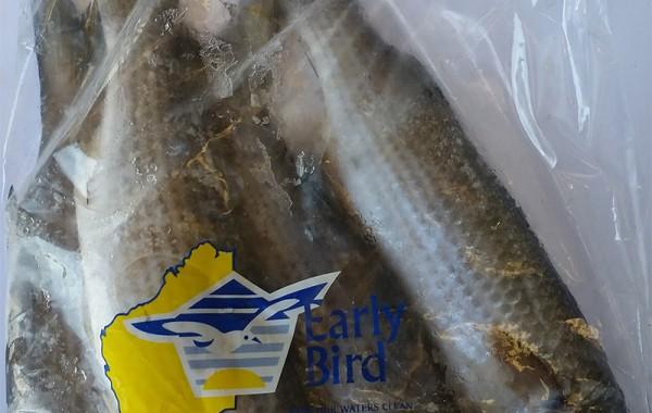 Mullet frozen bait — Earlybird Bait Western Australia