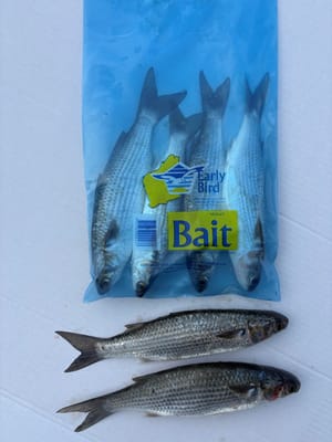 Mullet frozen bait — Earlybird Bait Western Australia