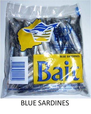 Blue Bait frozen bait — Earlybird Bait Western Australia